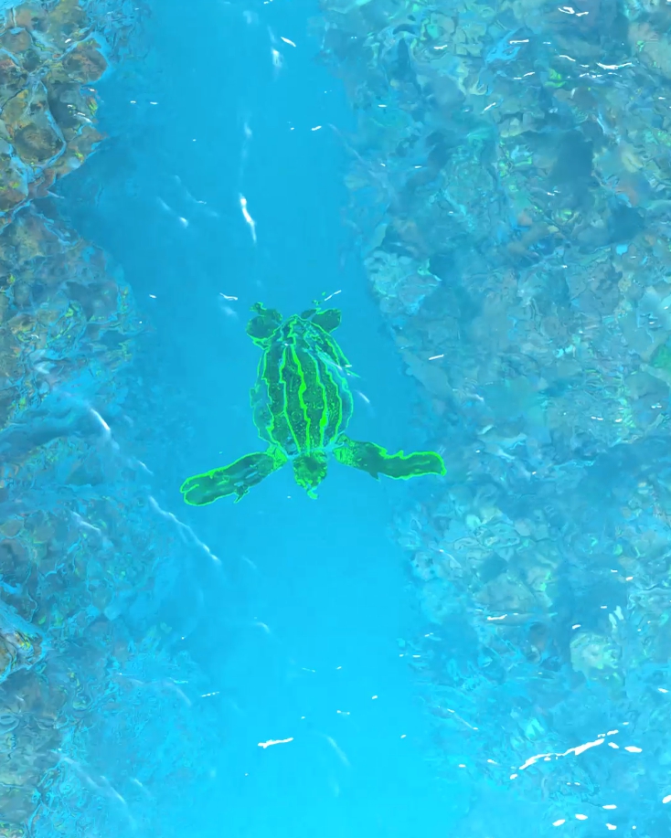 Bioluminescent Turtle - Day