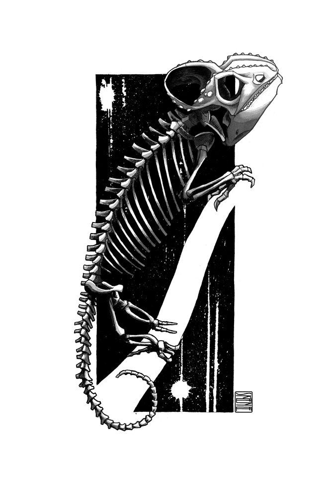 Chameleon Skeleton Study